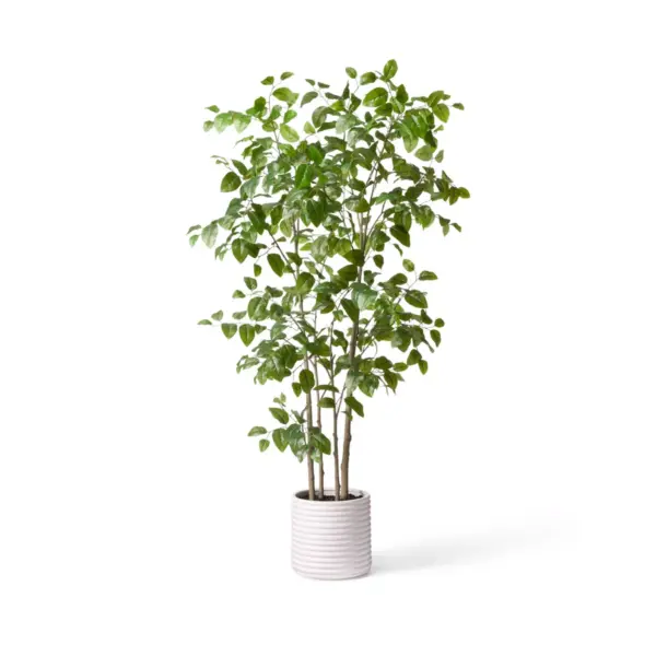 6ft Faux Natal Mahogany Tree in Pot - Hilton Carter for Target