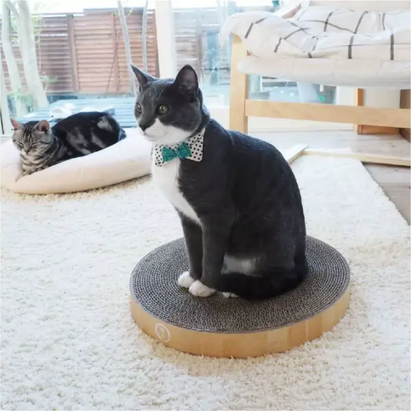 Necoichi Cozy Cat Scratcher Bowl Refills - 2pk