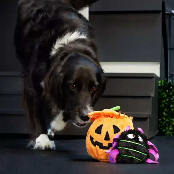 Bark Eek-A-Boo Pumpkin Dog Toy