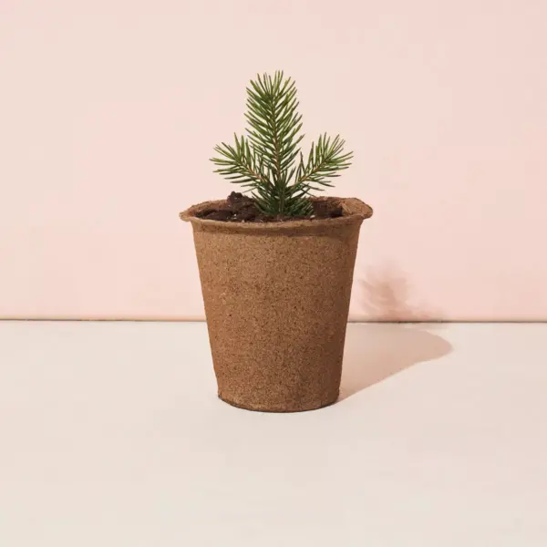 One for One Tree Kit - Blue Spruce