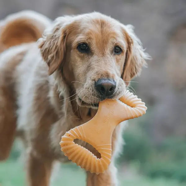 Benebone Large Chicken Dental Dog Chew Toy