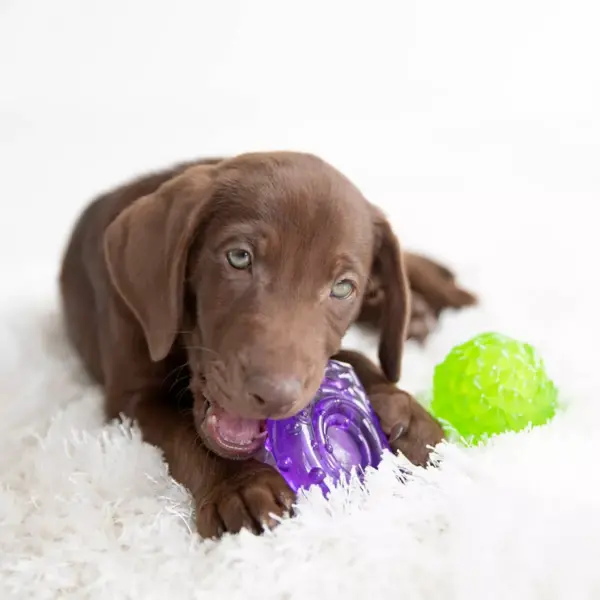 JW Pet Puppy Snail Chew-Ee Dog Toy - Purple