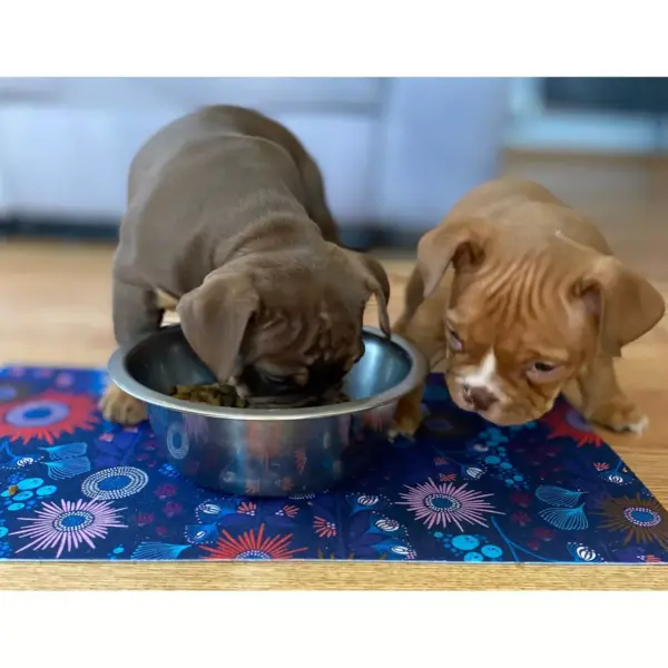 Drymate Dog and Cat Feeding Placemat - Reef Blue