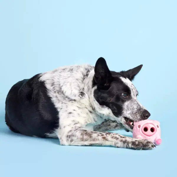 BARK Super Chewer Pig Dog Toy - Hambone