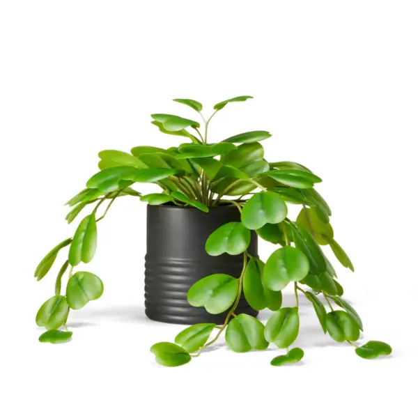 13" x 8" Faux Hoya Kerii Plant in Ribbed Pot Black - Hilton Carter for Target