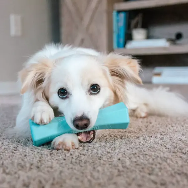 Playology Peanut Butter Scent Chew Stick Dog Toy - Blue - L