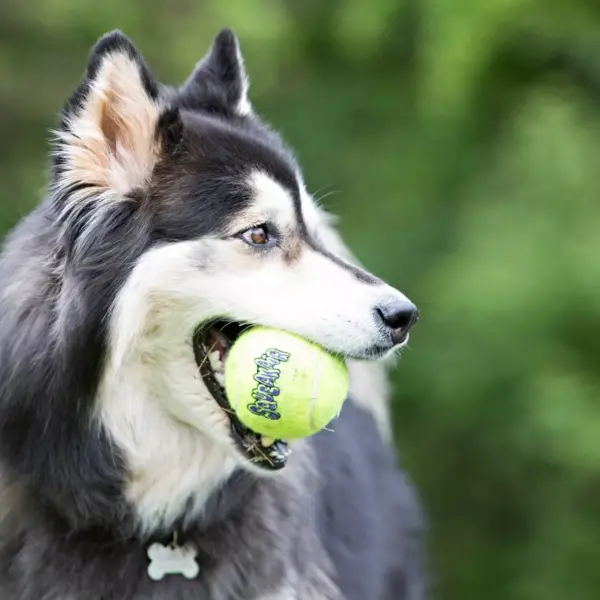 KONG SqueakAir Tennis Ball Dog Toy - Yellow - L - 2ct