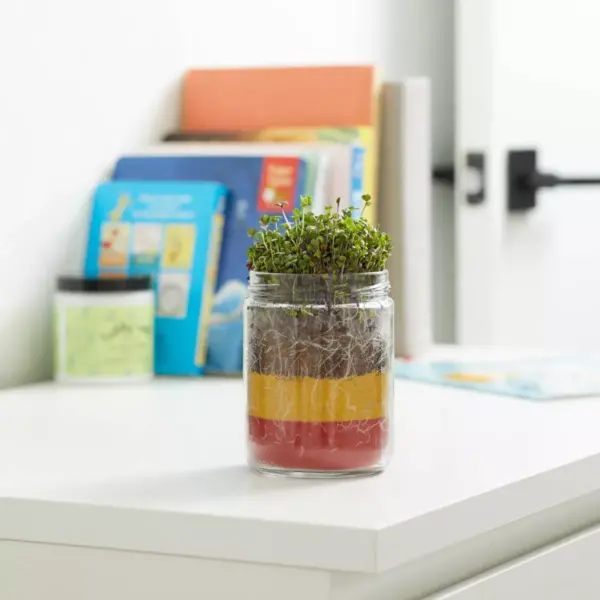 Back to the Roots Organic Terrarium Kids' Grow Kit