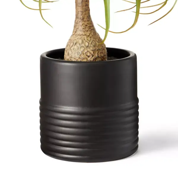 18" x 12" Faux Ponytail Palm Plant in Ribbed Ceramic Pot Black - Hilton Carter for Target