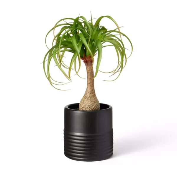 18" x 12" Faux Ponytail Palm Plant in Ribbed Ceramic Pot Black - Hilton Carter for Target