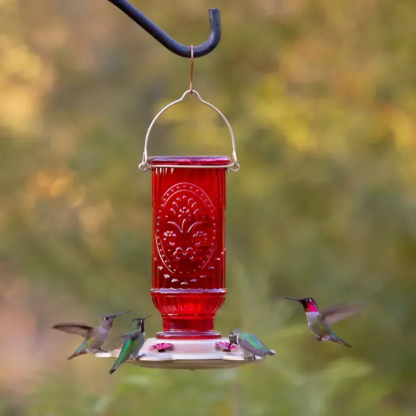 Droll Yankees More Birds Vintage Hummingbird Feeder - Red/Gold