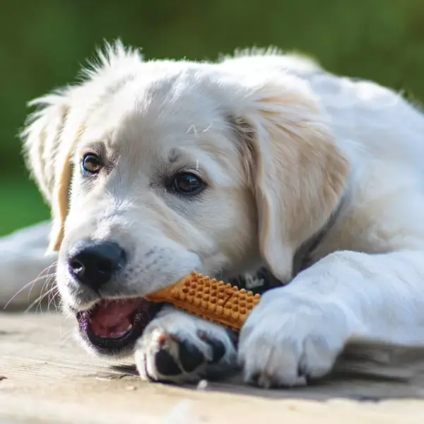 Nylabone Nubz Puppy Turkey and Sweet Potato Dental Dog Treats - 13.2oz