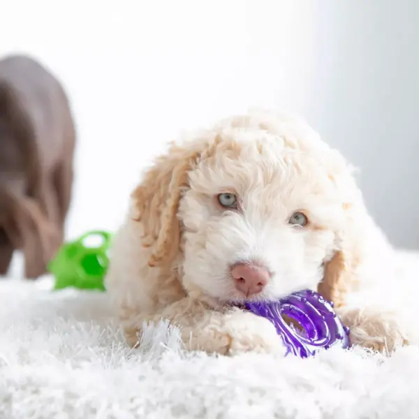 JW Pet Puppy Snail Chew-Ee Dog Toy - Purple